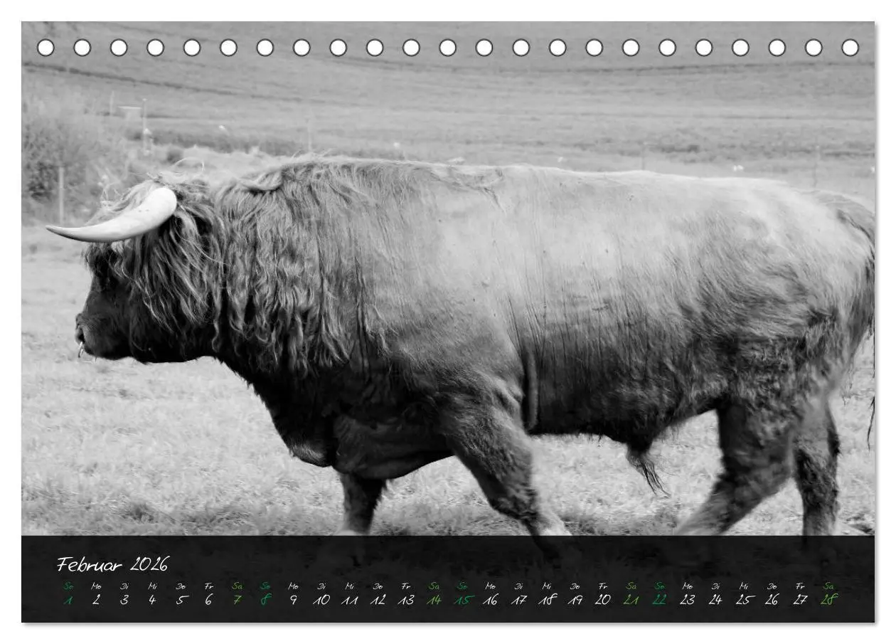 Bild: 9783457939161 | Highland Cattle vom Nordlicht - Faszination Hochland Rind...
