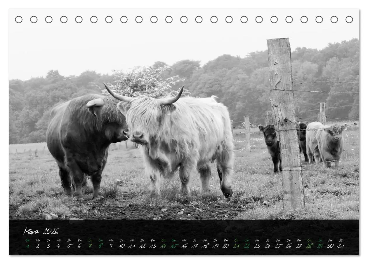 Bild: 9783457939161 | Highland Cattle vom Nordlicht - Faszination Hochland Rind...