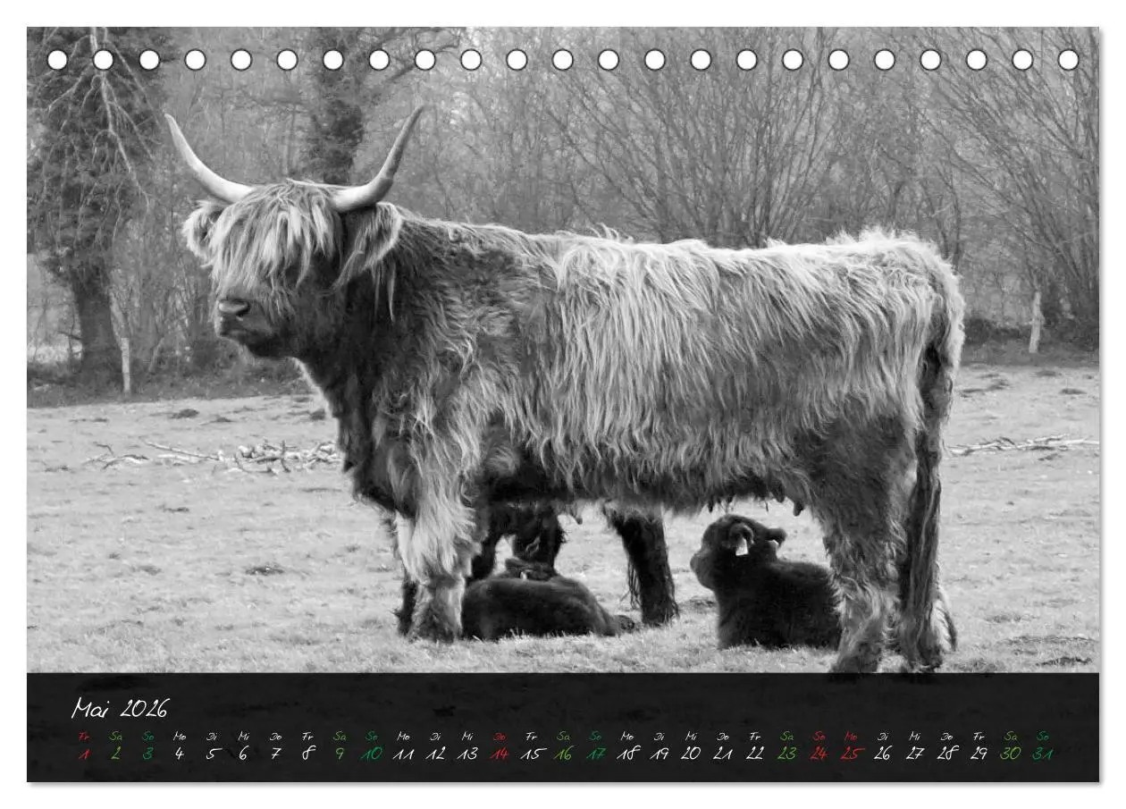 Bild: 9783457939161 | Highland Cattle vom Nordlicht - Faszination Hochland Rind...