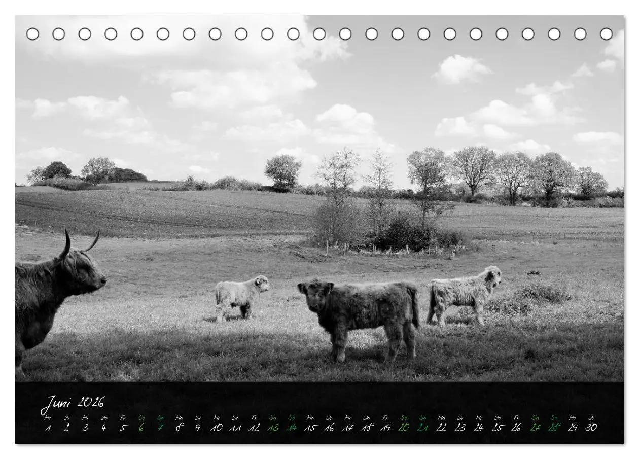 Bild: 9783457939161 | Highland Cattle vom Nordlicht - Faszination Hochland Rind...