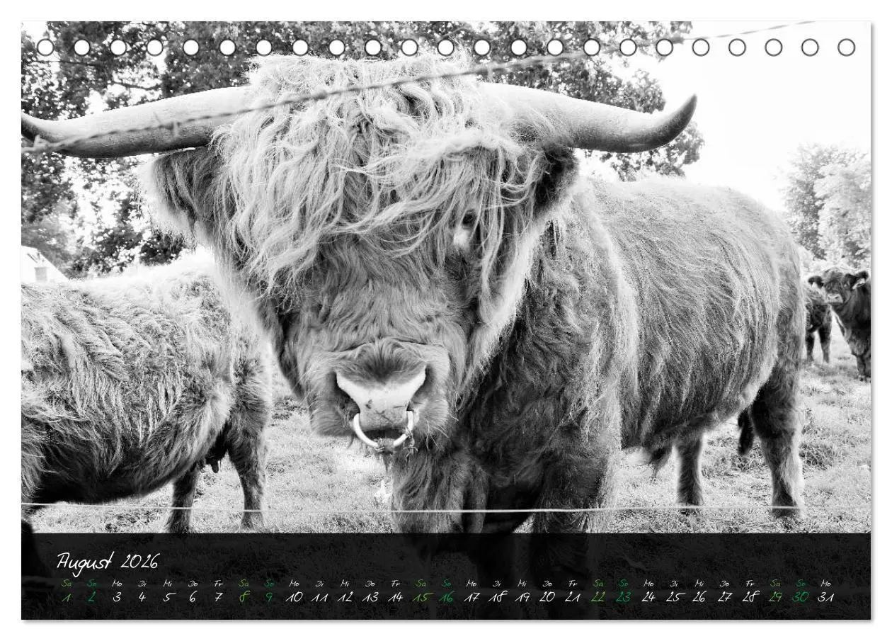 Bild: 9783457939161 | Highland Cattle vom Nordlicht - Faszination Hochland Rind...
