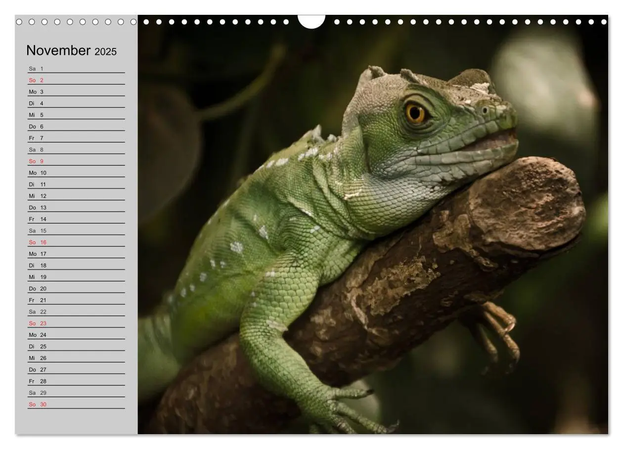Bild: 9783435529261 | Kaltes Blut. Faszination Reptilien (Wandkalender 2025 DIN A3 quer),...