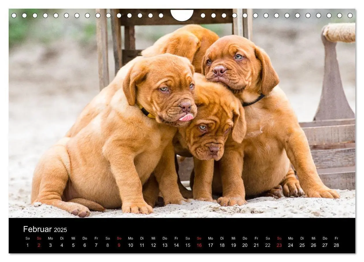 Bild: 9783435519361 | Bordeauxdoggen Welpen (Wandkalender 2025 DIN A4 quer), CALVENDO...