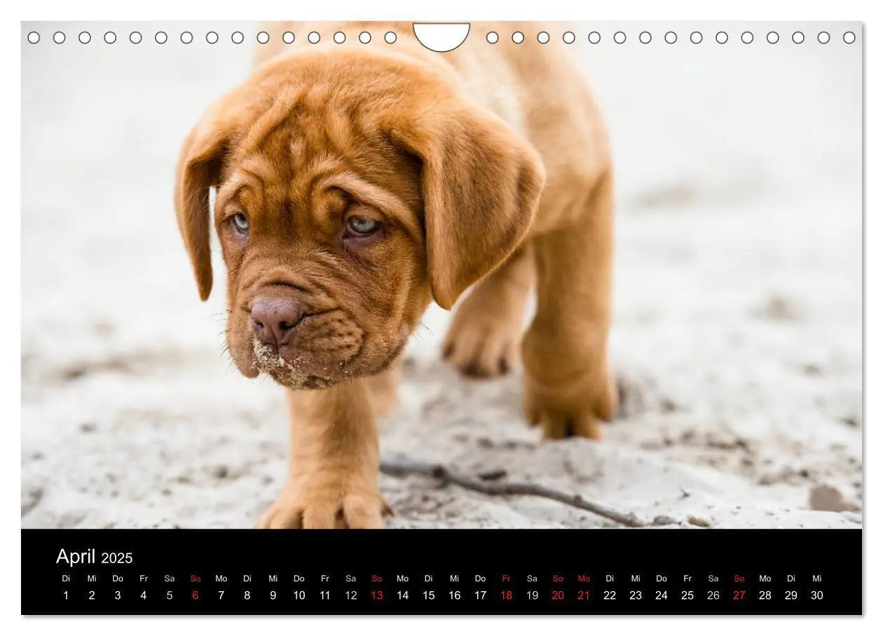 Bild: 9783435519361 | Bordeauxdoggen Welpen (Wandkalender 2025 DIN A4 quer), CALVENDO...