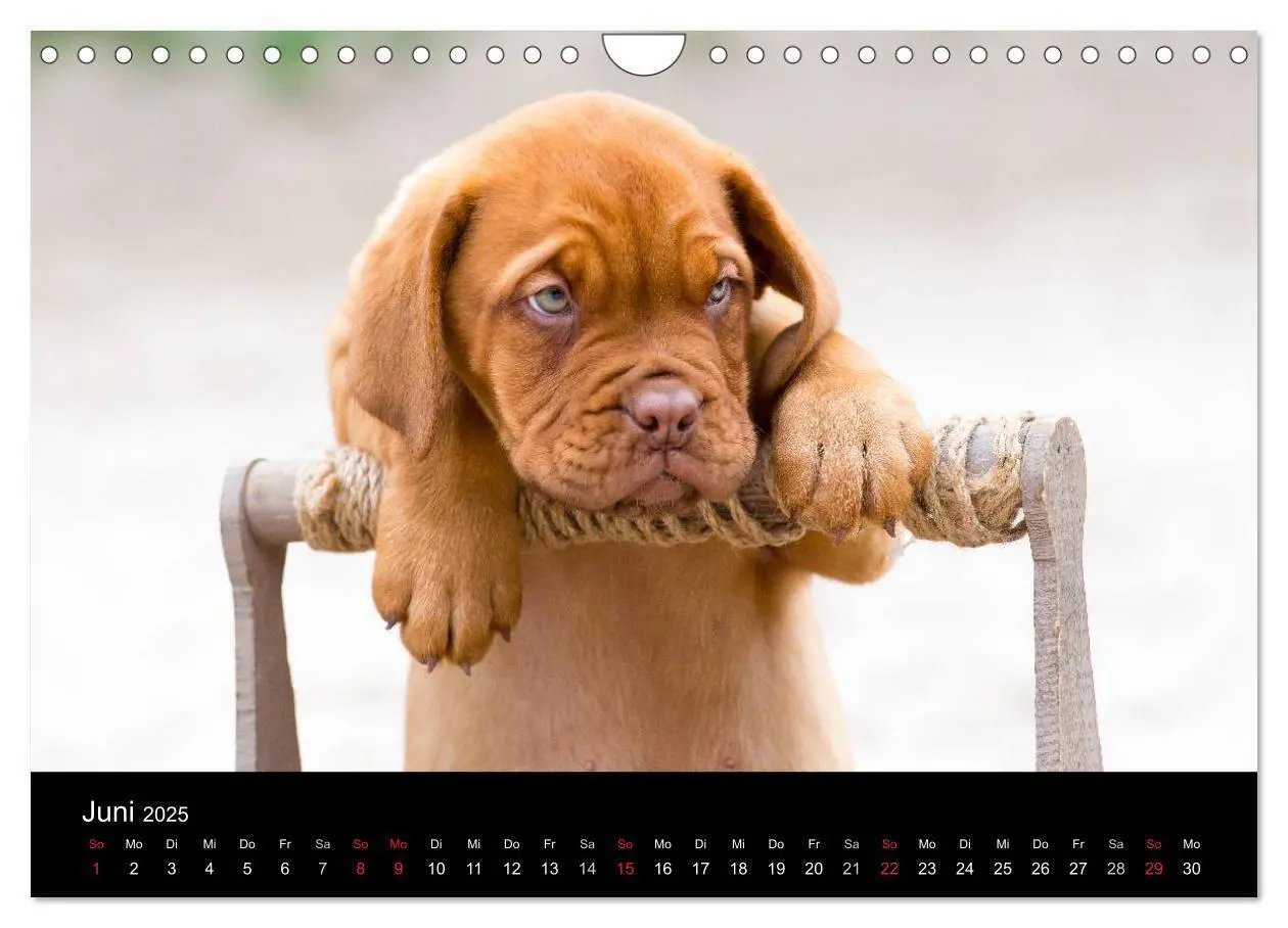 Bild: 9783435519361 | Bordeauxdoggen Welpen (Wandkalender 2025 DIN A4 quer), CALVENDO...