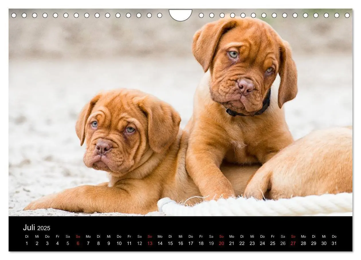 Bild: 9783435519361 | Bordeauxdoggen Welpen (Wandkalender 2025 DIN A4 quer), CALVENDO...