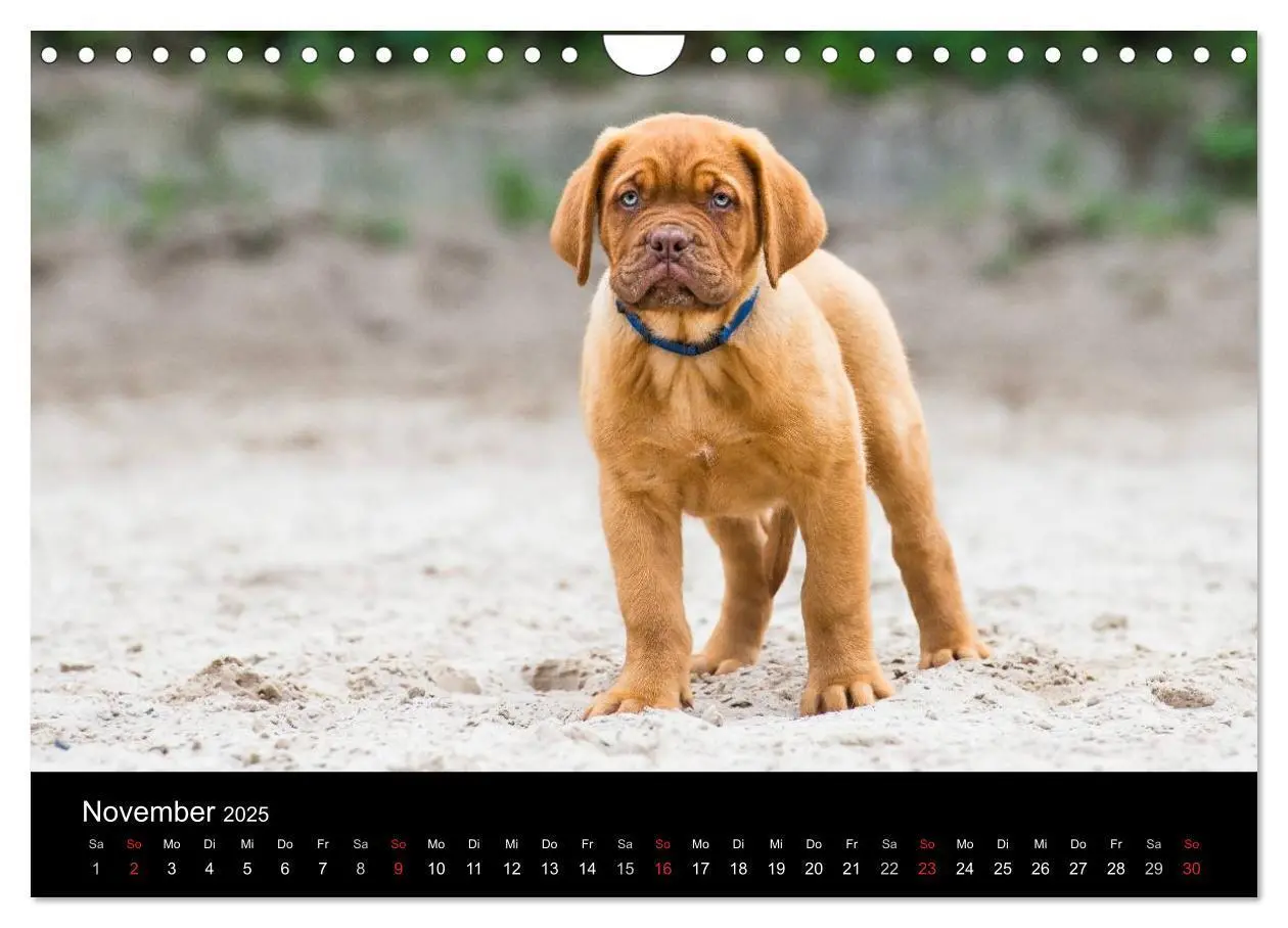 Bild: 9783435519361 | Bordeauxdoggen Welpen (Wandkalender 2025 DIN A4 quer), CALVENDO...