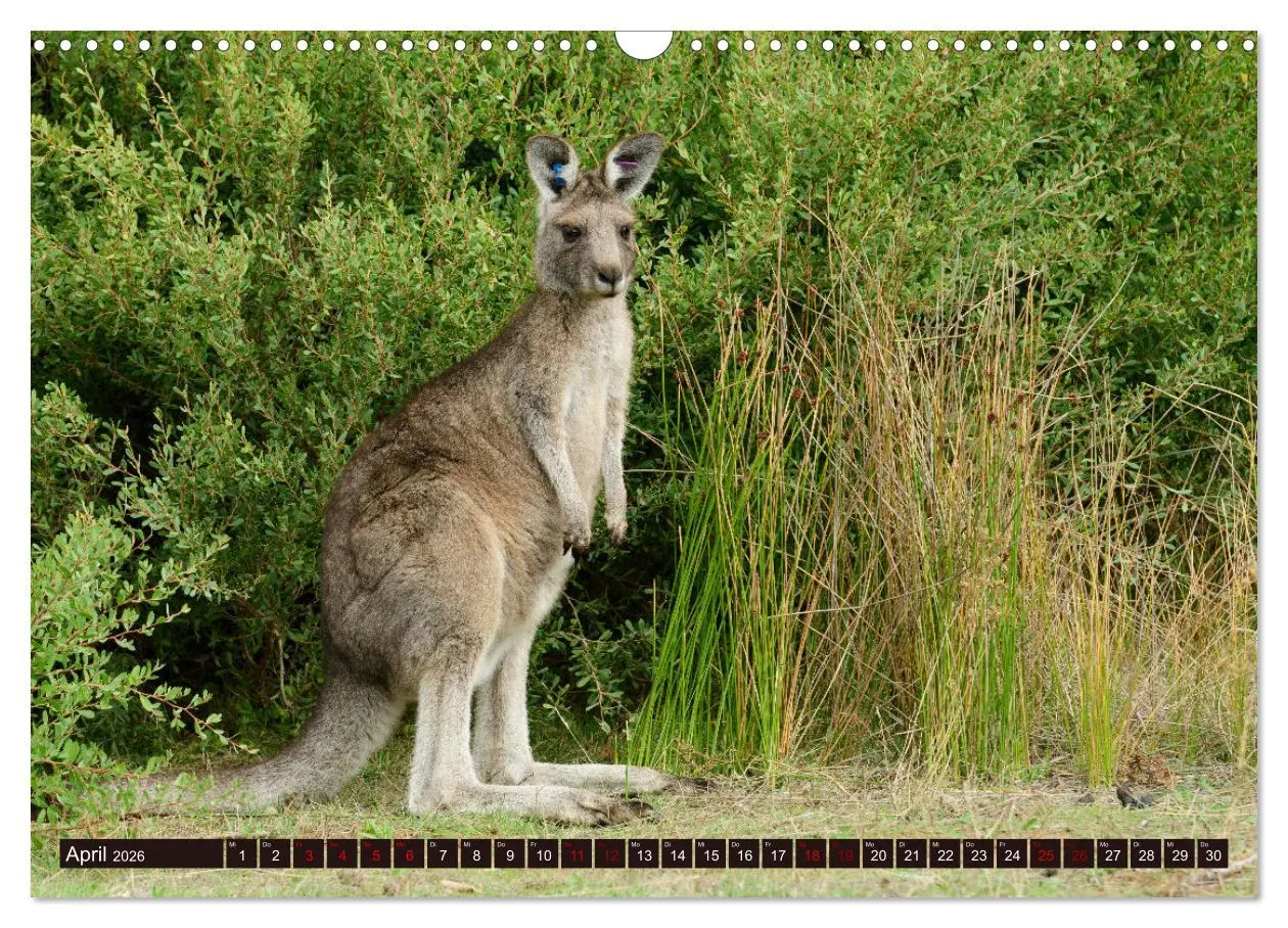 Bild: 9783457379561 | Traumpfade Australien (Wandkalender 2026 DIN A3 quer), CALVENDO...