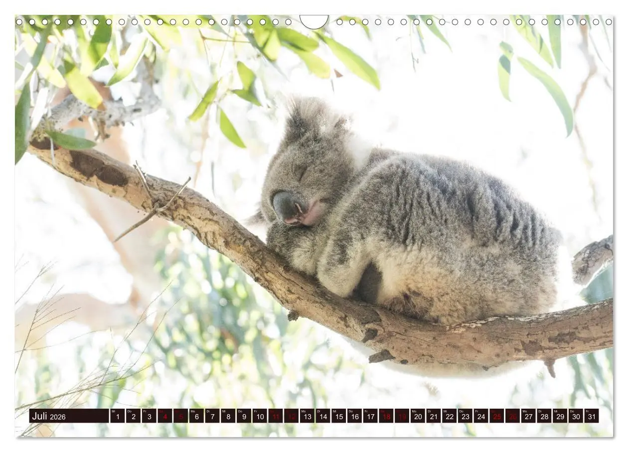 Bild: 9783457379561 | Traumpfade Australien (Wandkalender 2026 DIN A3 quer), CALVENDO...