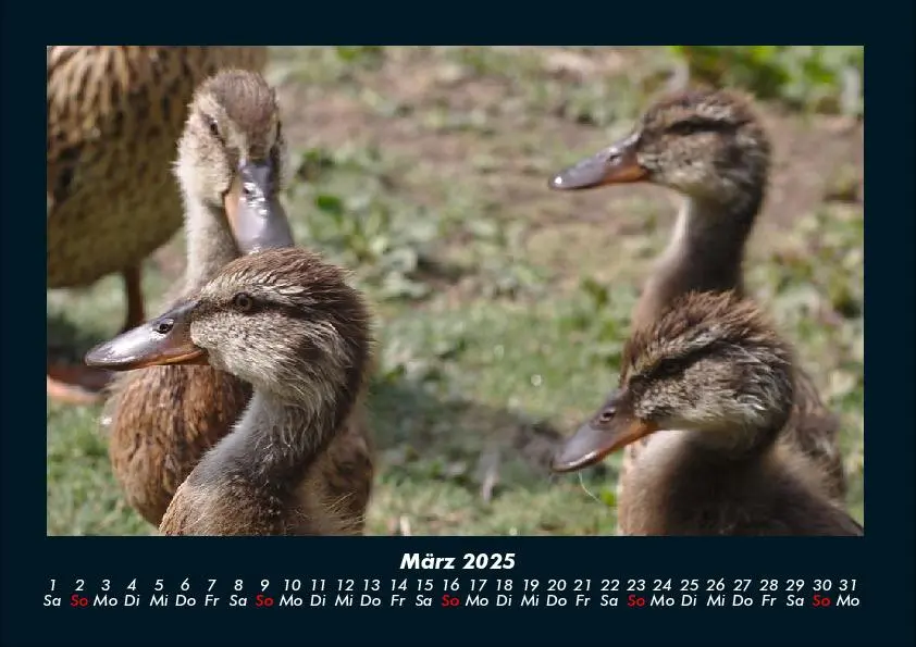 Bild: 9783755989561 | Enten 2025 Fotokalender DIN A4 | Tobias Becker | Kalender | Kalender