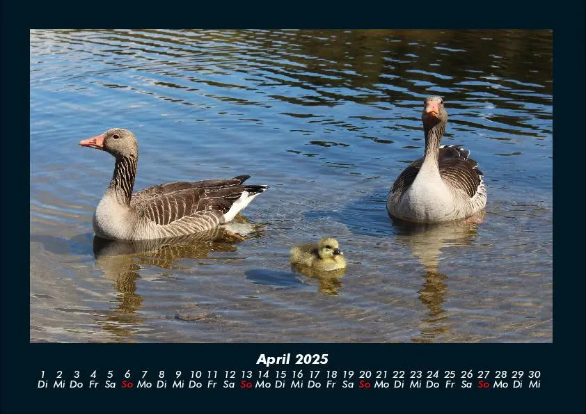 Bild: 9783755989561 | Enten 2025 Fotokalender DIN A4 | Tobias Becker | Kalender | Kalender