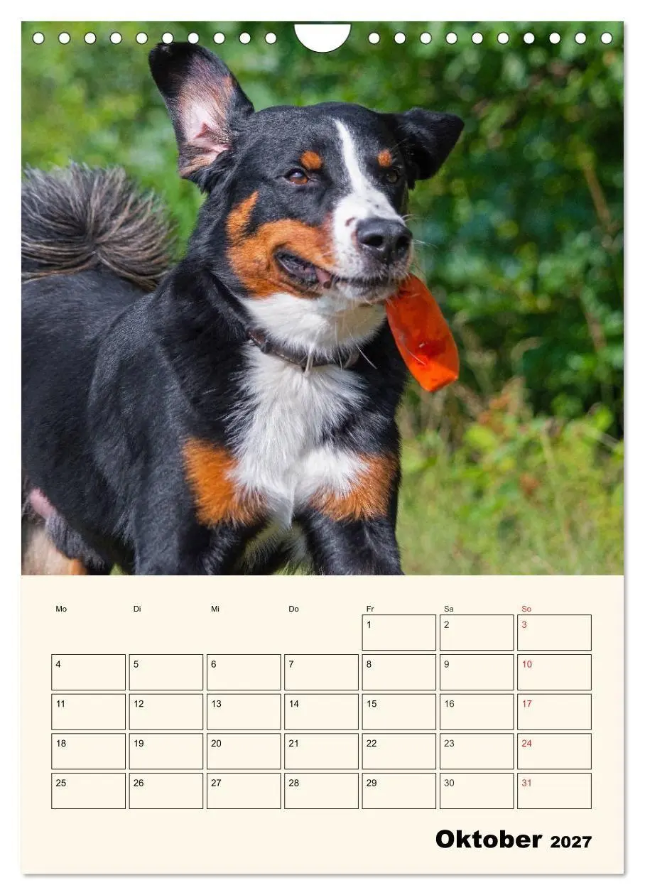 Bild: 9783569549661 | Appenzeller Sennenhund - Mit Plan durch das Jahr (Wandkalender 2027...