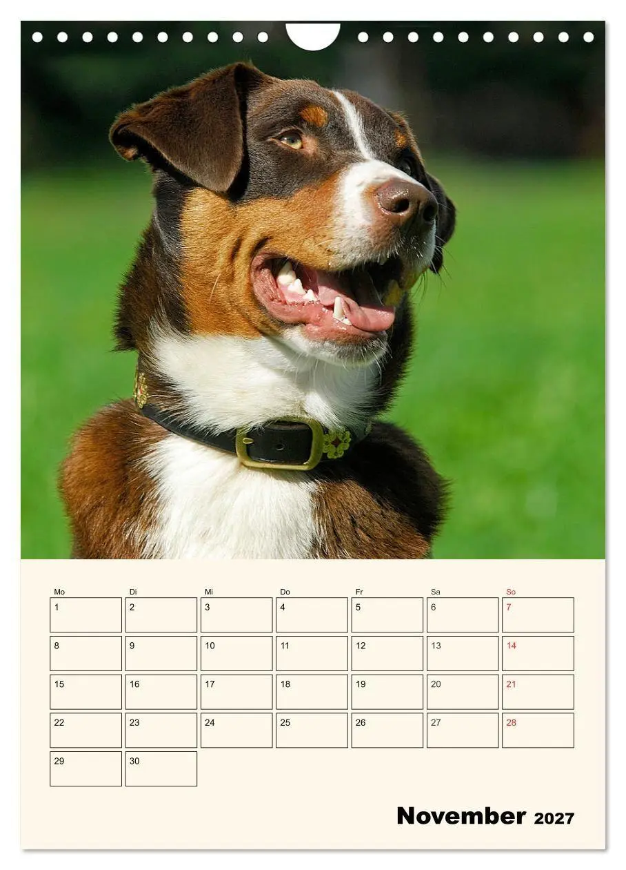 Bild: 9783569549661 | Appenzeller Sennenhund - Mit Plan durch das Jahr (Wandkalender 2027...