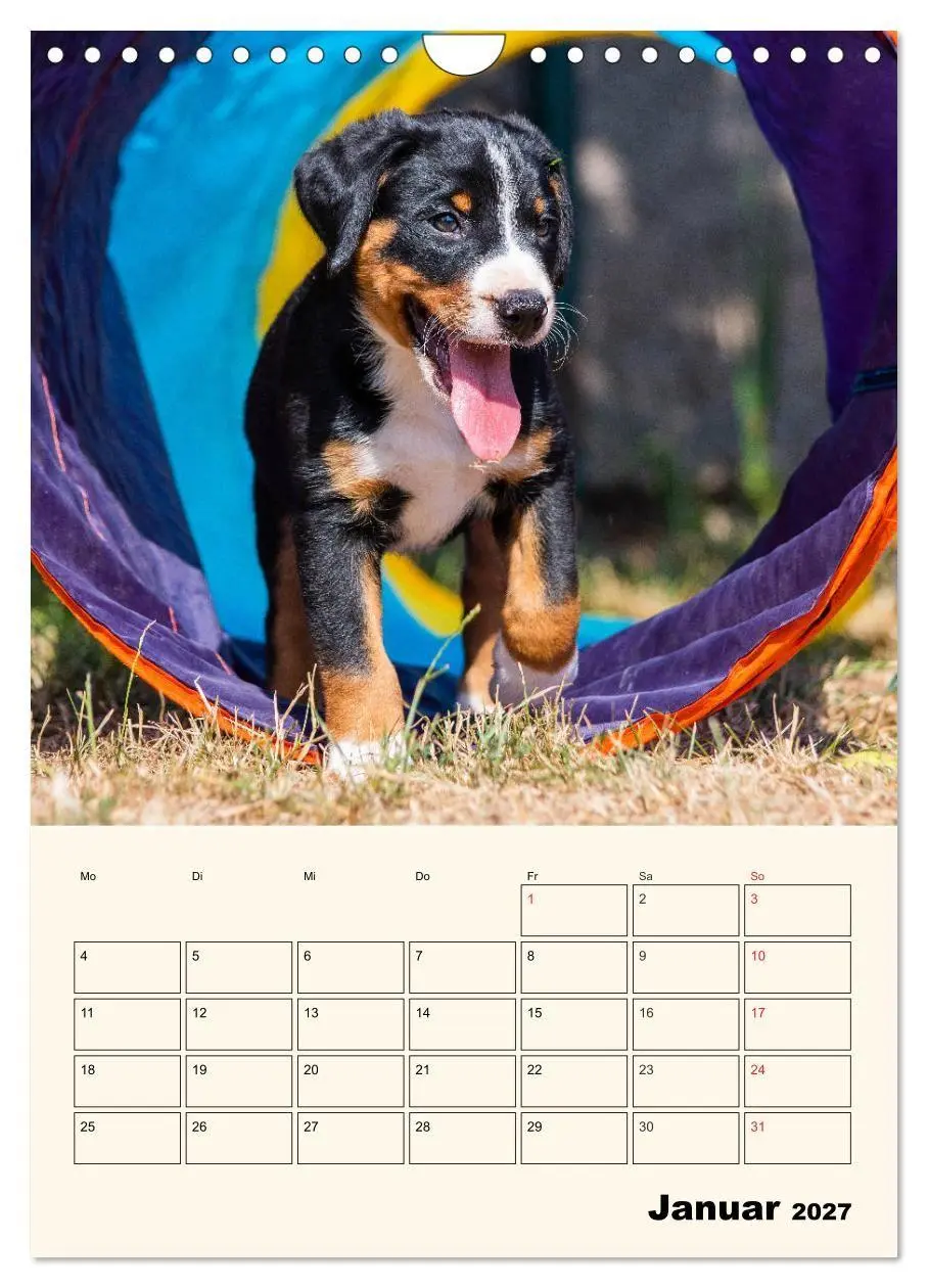 Bild: 9783569549661 | Appenzeller Sennenhund - Mit Plan durch das Jahr (Wandkalender 2027...