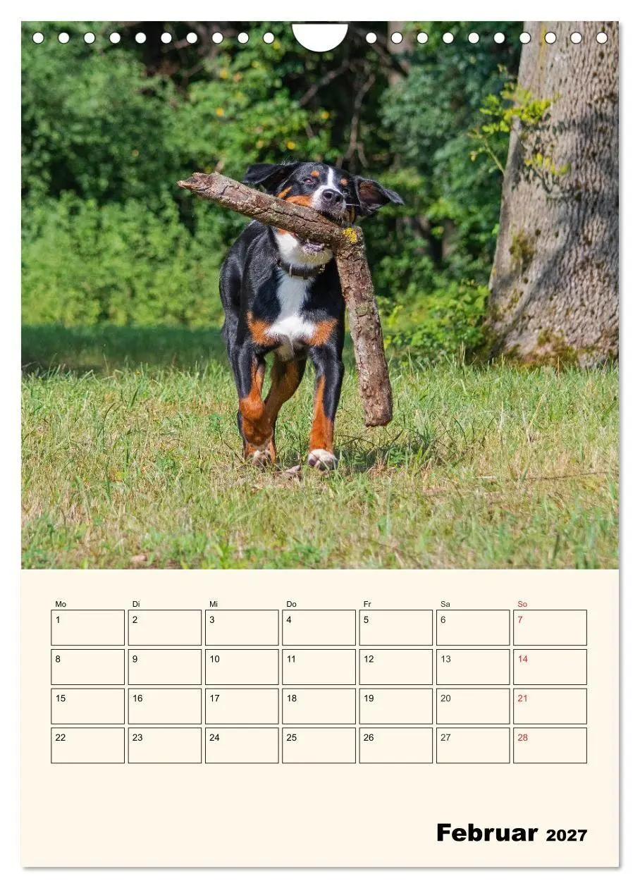 Bild: 9783569549661 | Appenzeller Sennenhund - Mit Plan durch das Jahr (Wandkalender 2027...