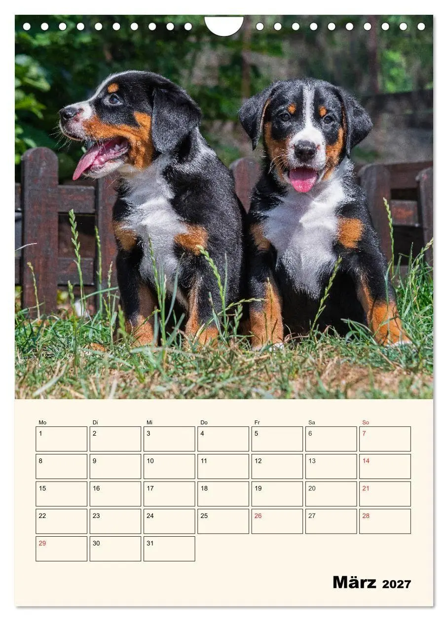 Bild: 9783569549661 | Appenzeller Sennenhund - Mit Plan durch das Jahr (Wandkalender 2027...
