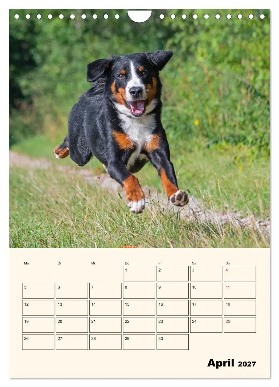 Bild: 9783569549661 | Appenzeller Sennenhund - Mit Plan durch das Jahr (Wandkalender 2027...