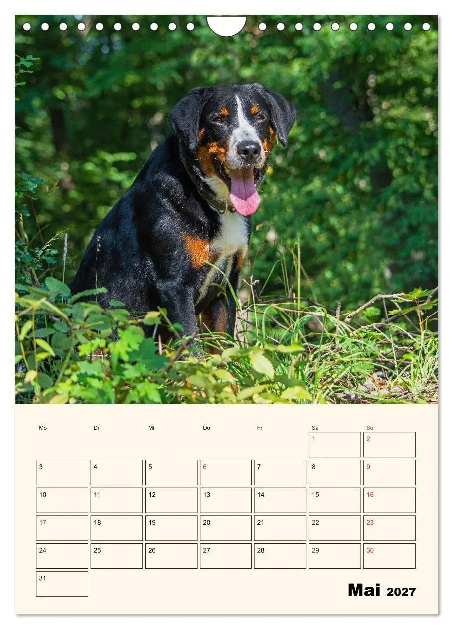 Bild: 9783569549661 | Appenzeller Sennenhund - Mit Plan durch das Jahr (Wandkalender 2027...