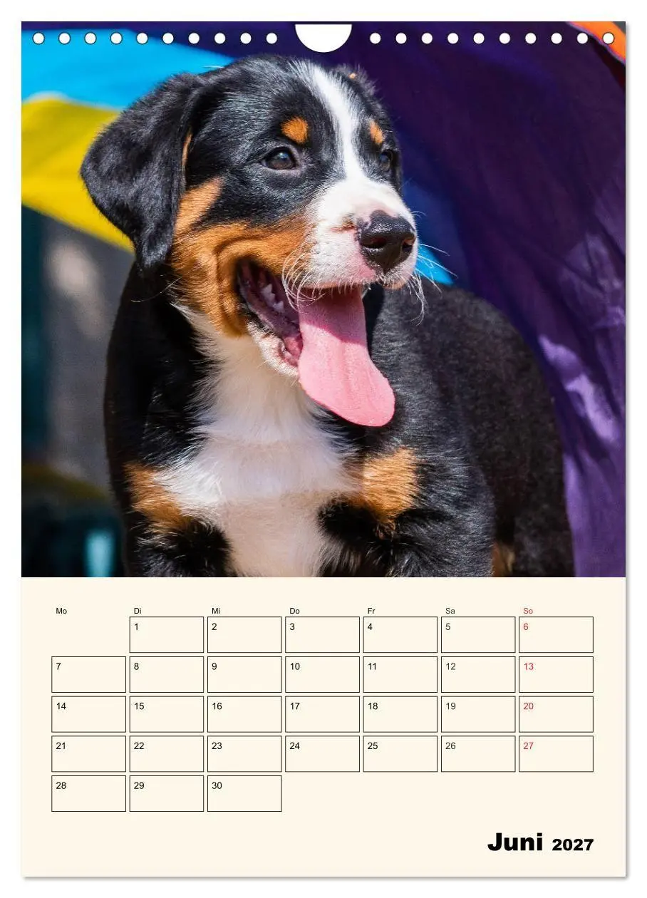 Bild: 9783569549661 | Appenzeller Sennenhund - Mit Plan durch das Jahr (Wandkalender 2027...