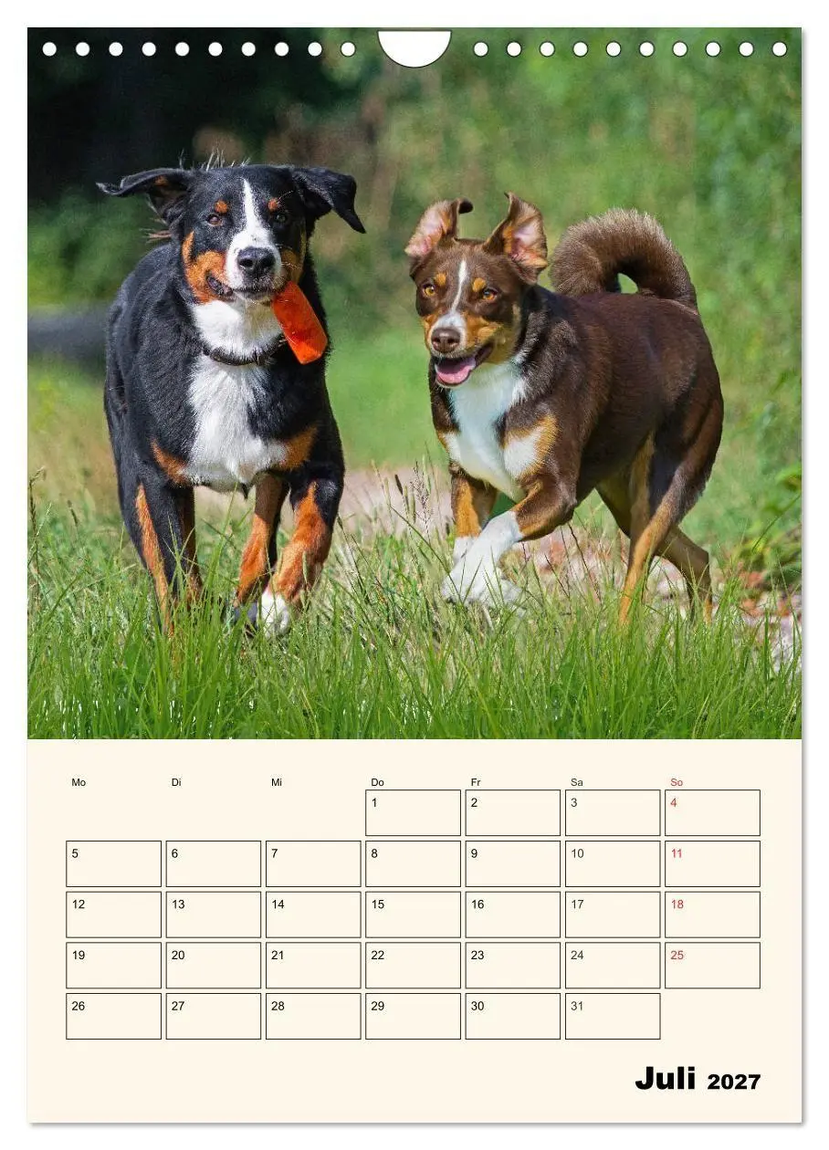 Bild: 9783569549661 | Appenzeller Sennenhund - Mit Plan durch das Jahr (Wandkalender 2027...