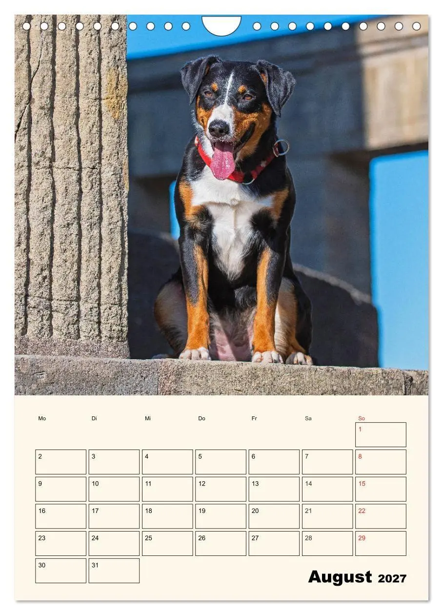 Bild: 9783569549661 | Appenzeller Sennenhund - Mit Plan durch das Jahr (Wandkalender 2027...