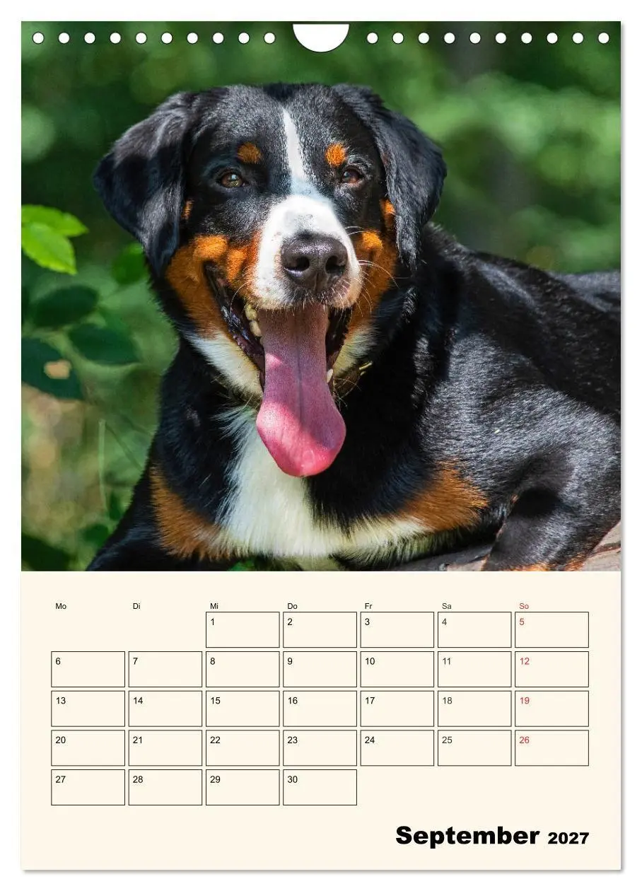 Bild: 9783569549661 | Appenzeller Sennenhund - Mit Plan durch das Jahr (Wandkalender 2027...