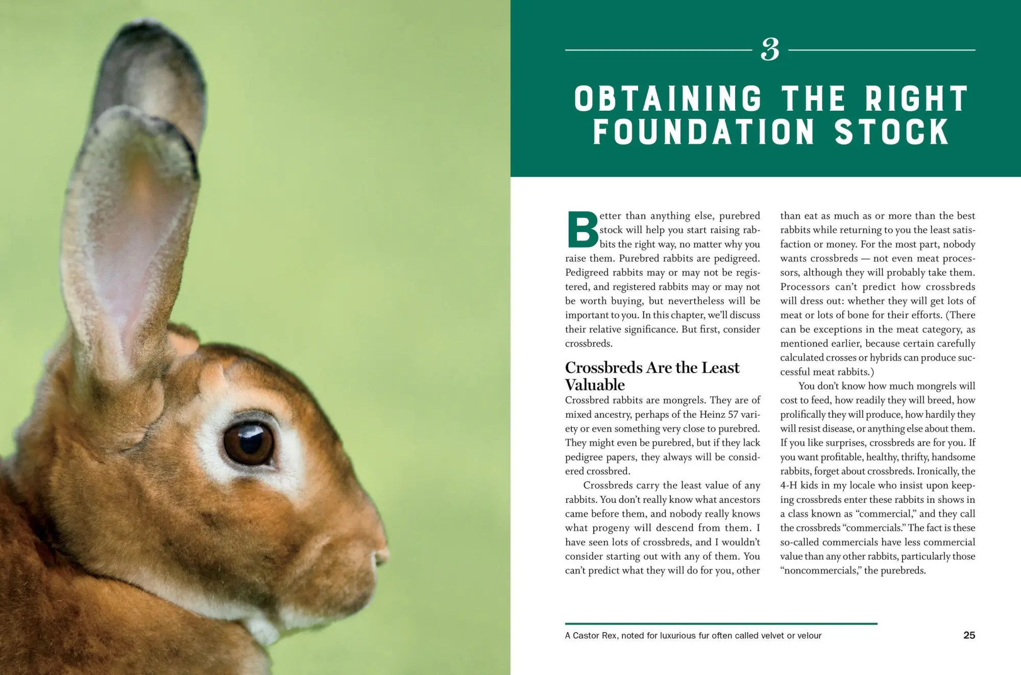 Bild: 9781612129761 | Storey's Guide to Raising Rabbits, 5th Edition | Breeds, Care, Housing