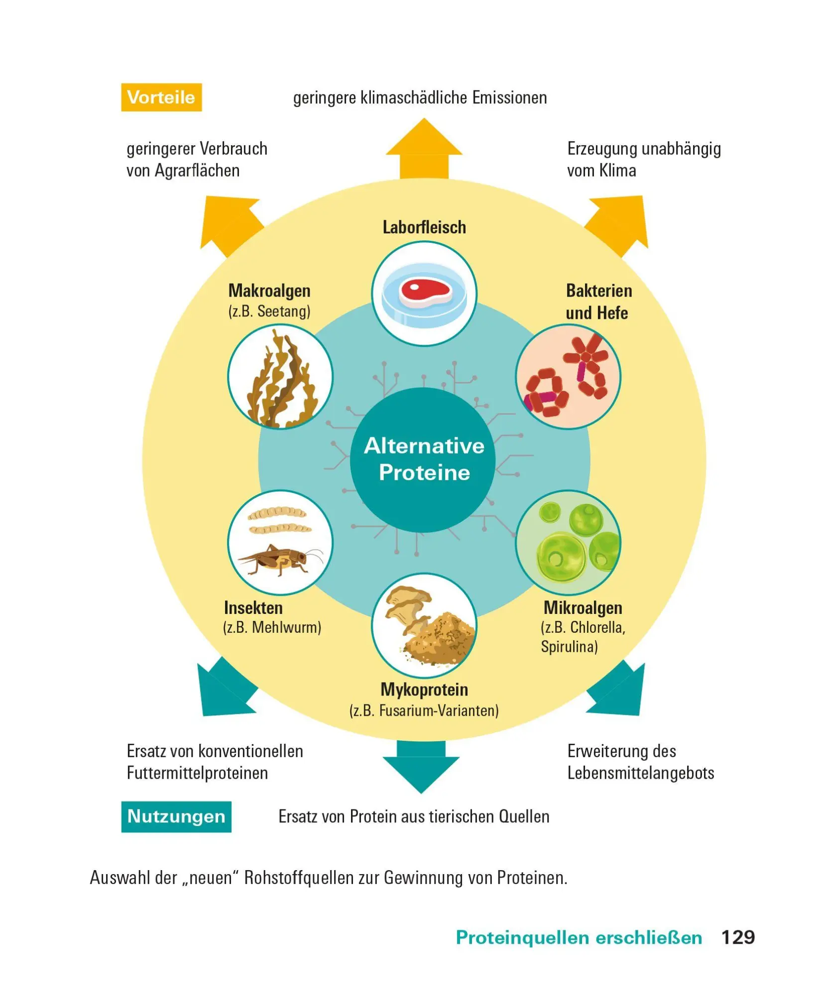 Bild: 9783747109861 | Proteine und Aminosäuren | Angela Bechthold | Taschenbuch | 208 S.