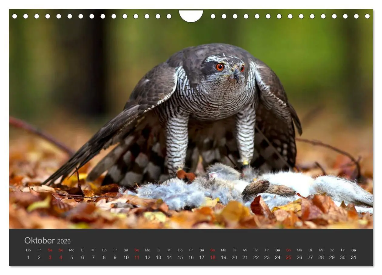 Bild: 9783516230062 | Die Beizjagd (Wandkalender 2026 DIN A4 quer), CALVENDO Monatskalender