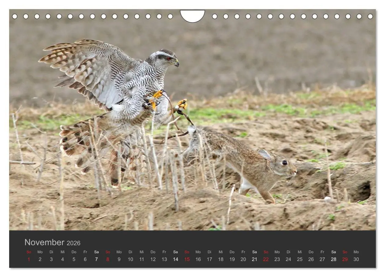 Bild: 9783516230062 | Die Beizjagd (Wandkalender 2026 DIN A4 quer), CALVENDO Monatskalender