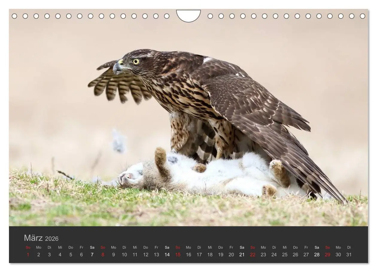 Bild: 9783516230062 | Die Beizjagd (Wandkalender 2026 DIN A4 quer), CALVENDO Monatskalender