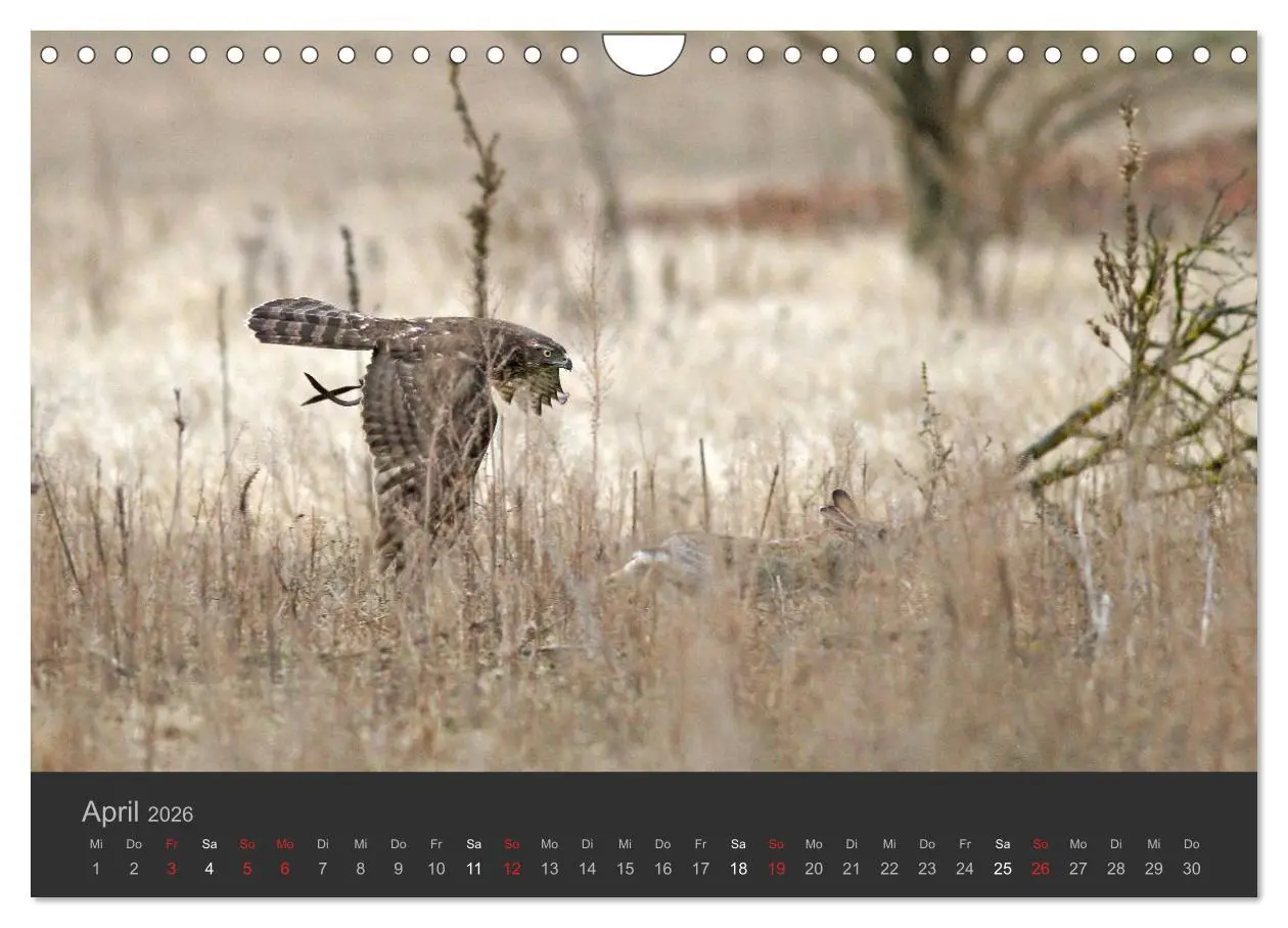 Bild: 9783516230062 | Die Beizjagd (Wandkalender 2026 DIN A4 quer), CALVENDO Monatskalender