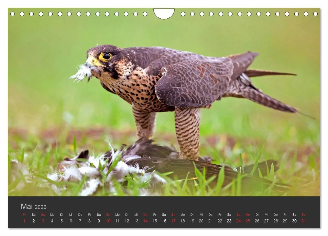 Bild: 9783516230062 | Die Beizjagd (Wandkalender 2026 DIN A4 quer), CALVENDO Monatskalender