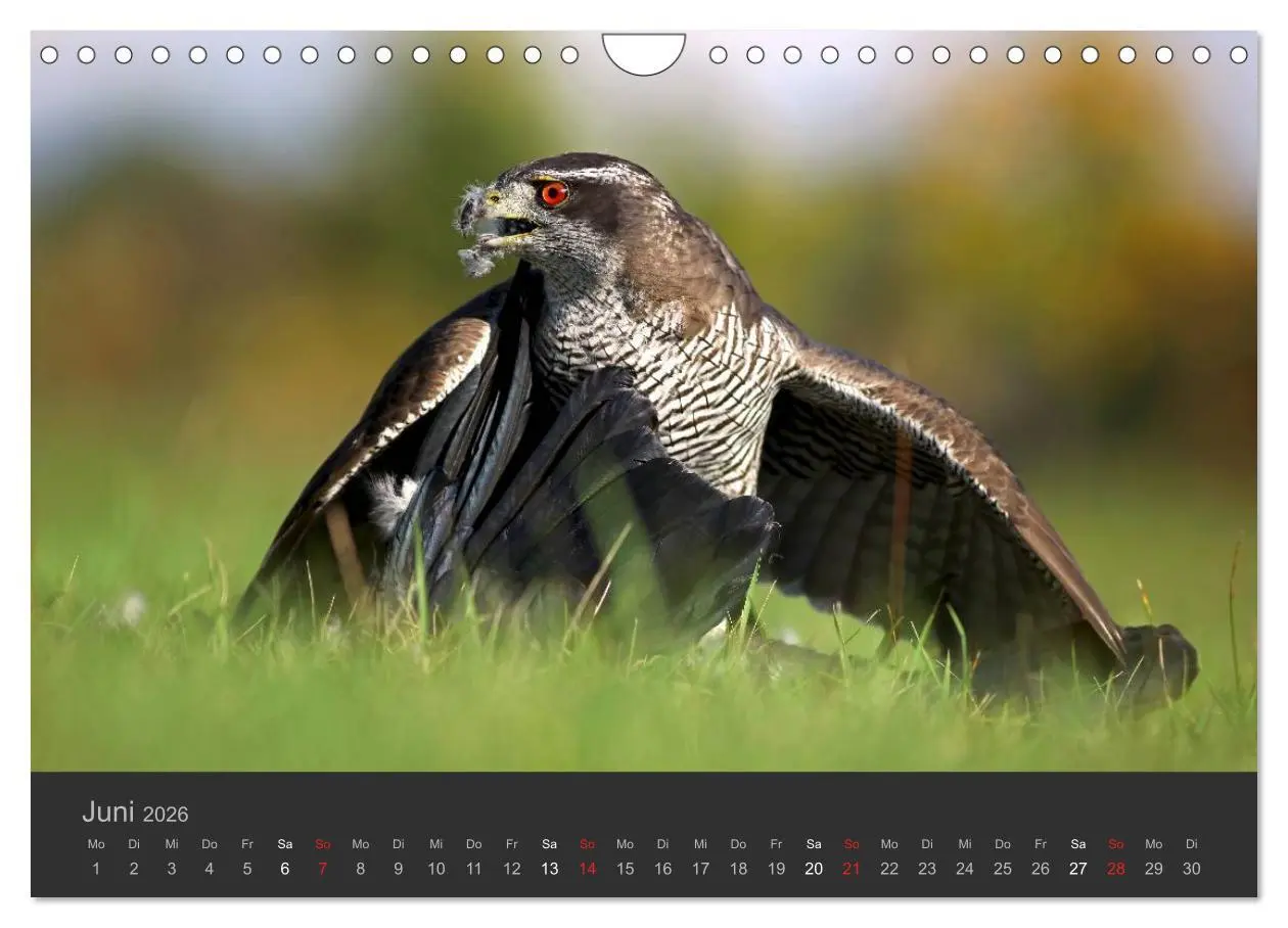 Bild: 9783516230062 | Die Beizjagd (Wandkalender 2026 DIN A4 quer), CALVENDO Monatskalender