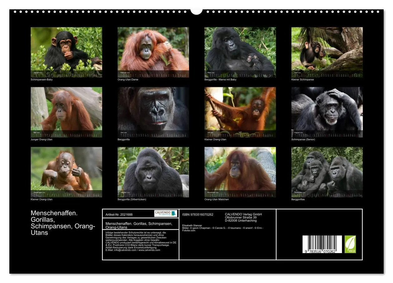 Bild: 9783516070262 | Menschenaffen. Gorillas, Schimpansen, Orang-Utans (hochwertiger...