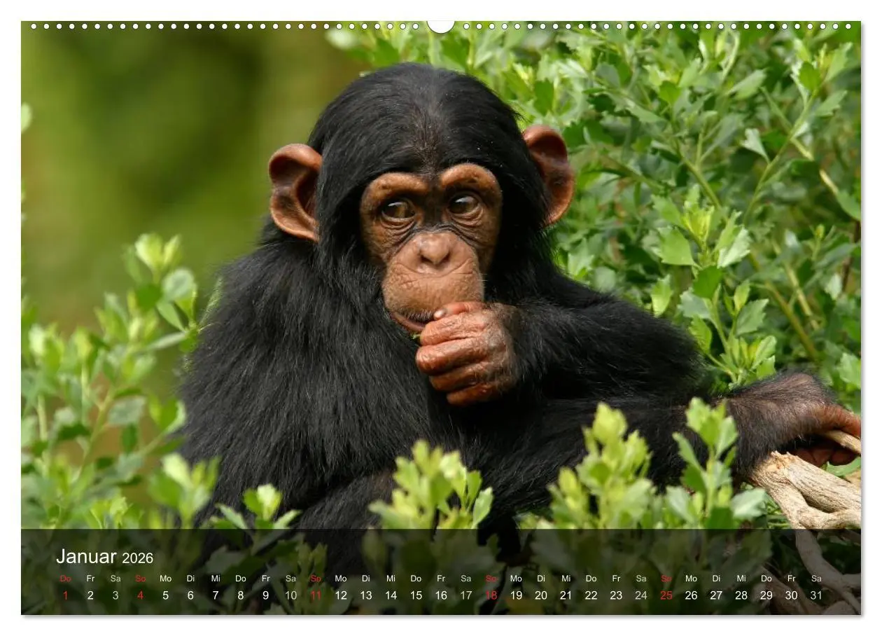 Bild: 9783516070262 | Menschenaffen. Gorillas, Schimpansen, Orang-Utans (hochwertiger...