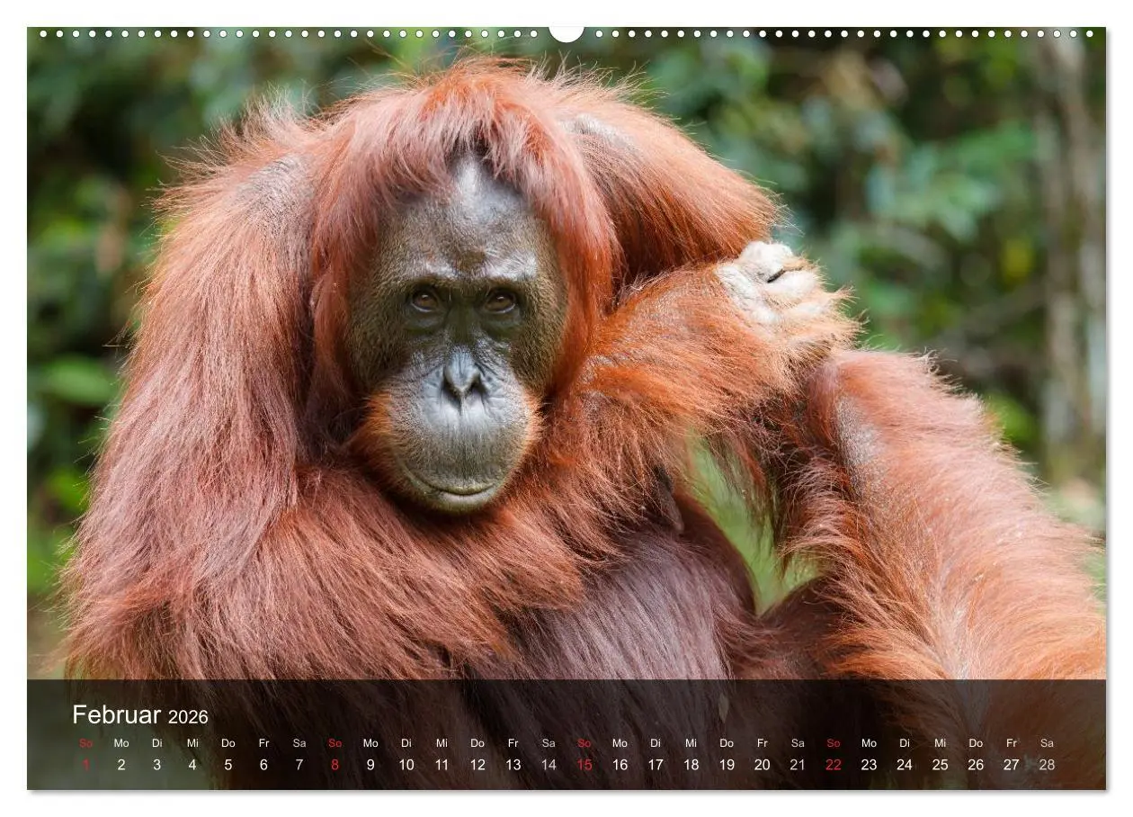 Bild: 9783516070262 | Menschenaffen. Gorillas, Schimpansen, Orang-Utans (hochwertiger...