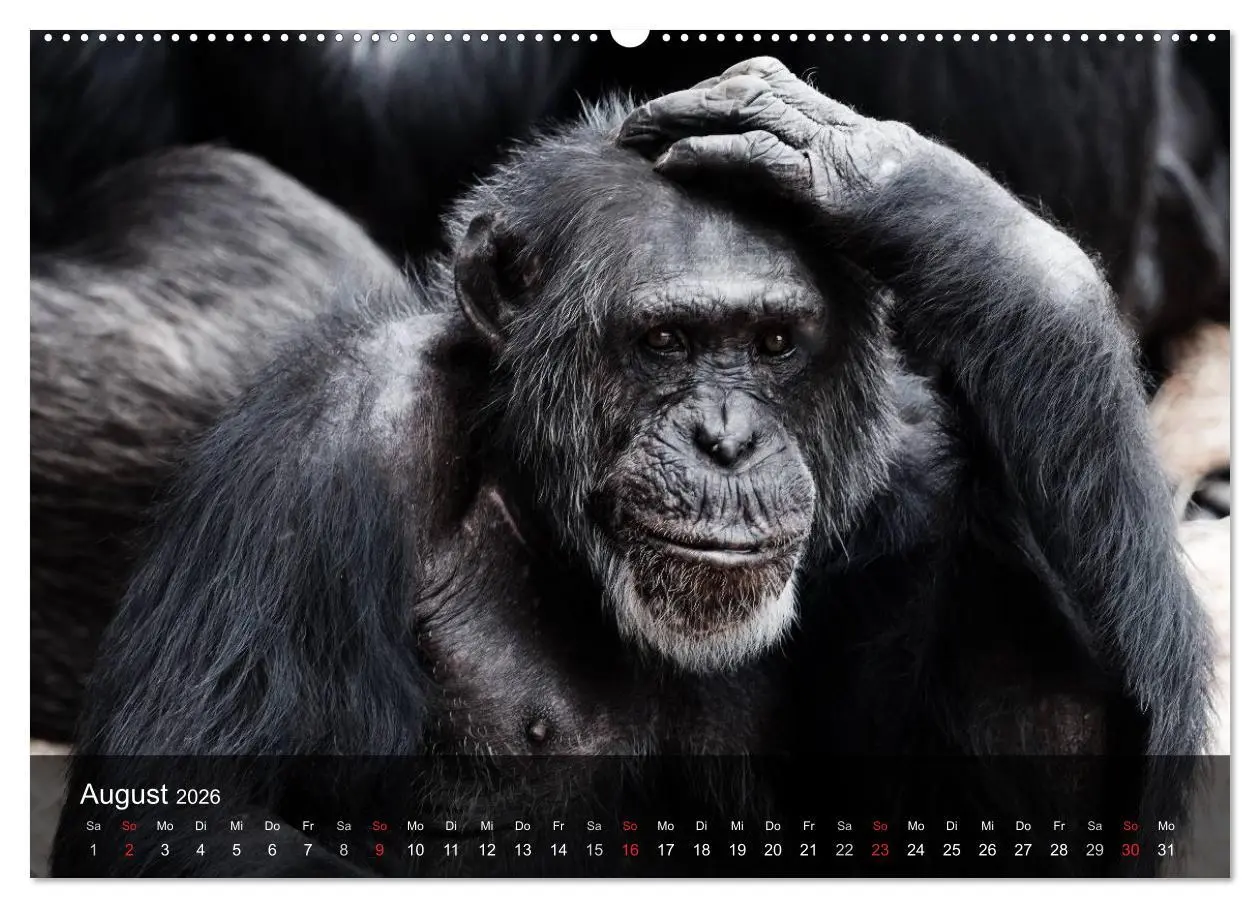 Bild: 9783516070262 | Menschenaffen. Gorillas, Schimpansen, Orang-Utans (hochwertiger...
