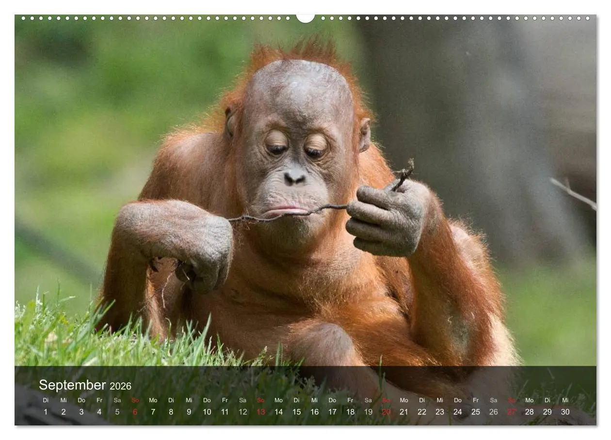 Bild: 9783516070262 | Menschenaffen. Gorillas, Schimpansen, Orang-Utans (hochwertiger...