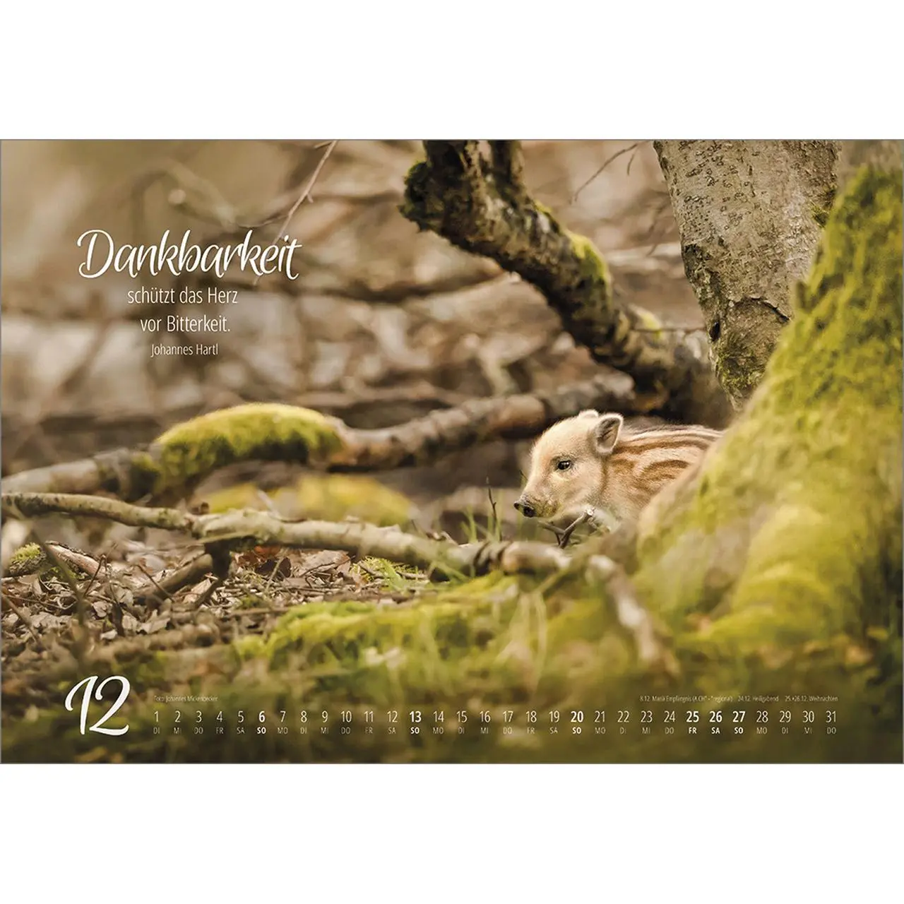 Bild: 9783754810262 | Real Wildlife 2026 | Kalender | 14 S. | Deutsch | 2026