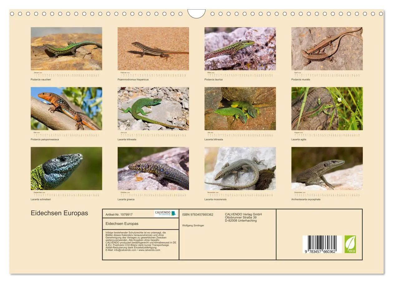 Bild: 9783457660362 | Eidechsen Europas (Wandkalender 2026 DIN A3 quer), CALVENDO...