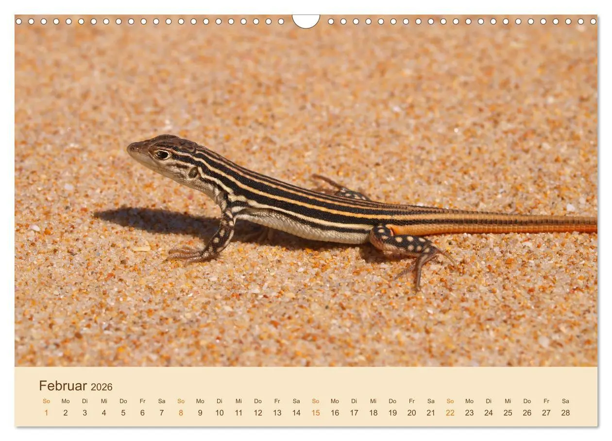 Bild: 9783457660362 | Eidechsen Europas (Wandkalender 2026 DIN A3 quer), CALVENDO...