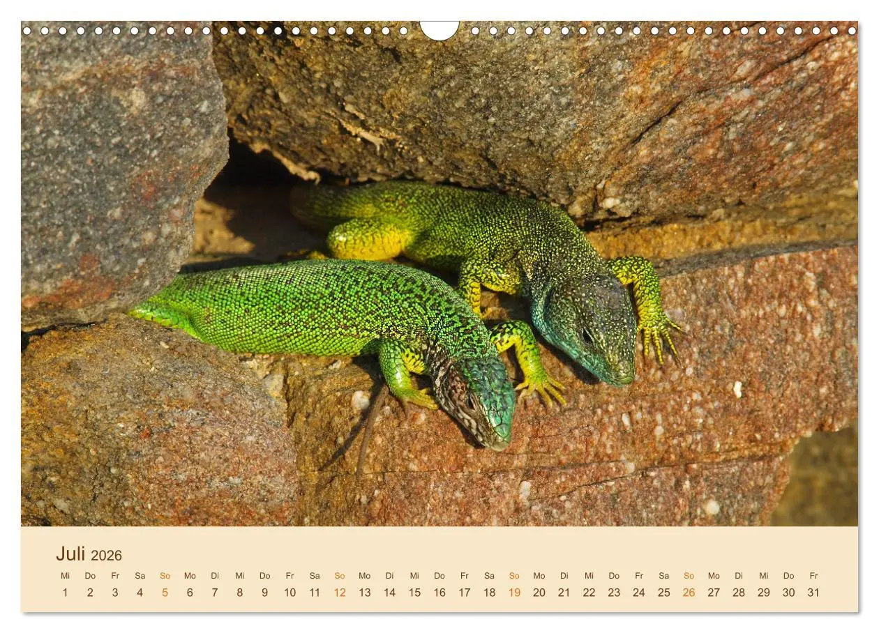 Bild: 9783457660362 | Eidechsen Europas (Wandkalender 2026 DIN A3 quer), CALVENDO...