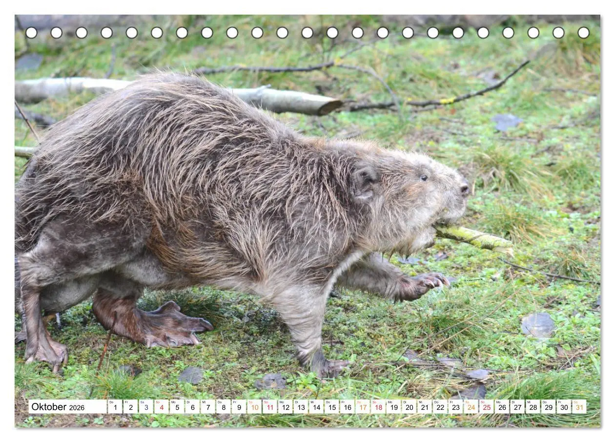 Bild: 9783457730362 | Der Biber, ein guter Bauhandwerker (Tischkalender 2026 DIN A5...