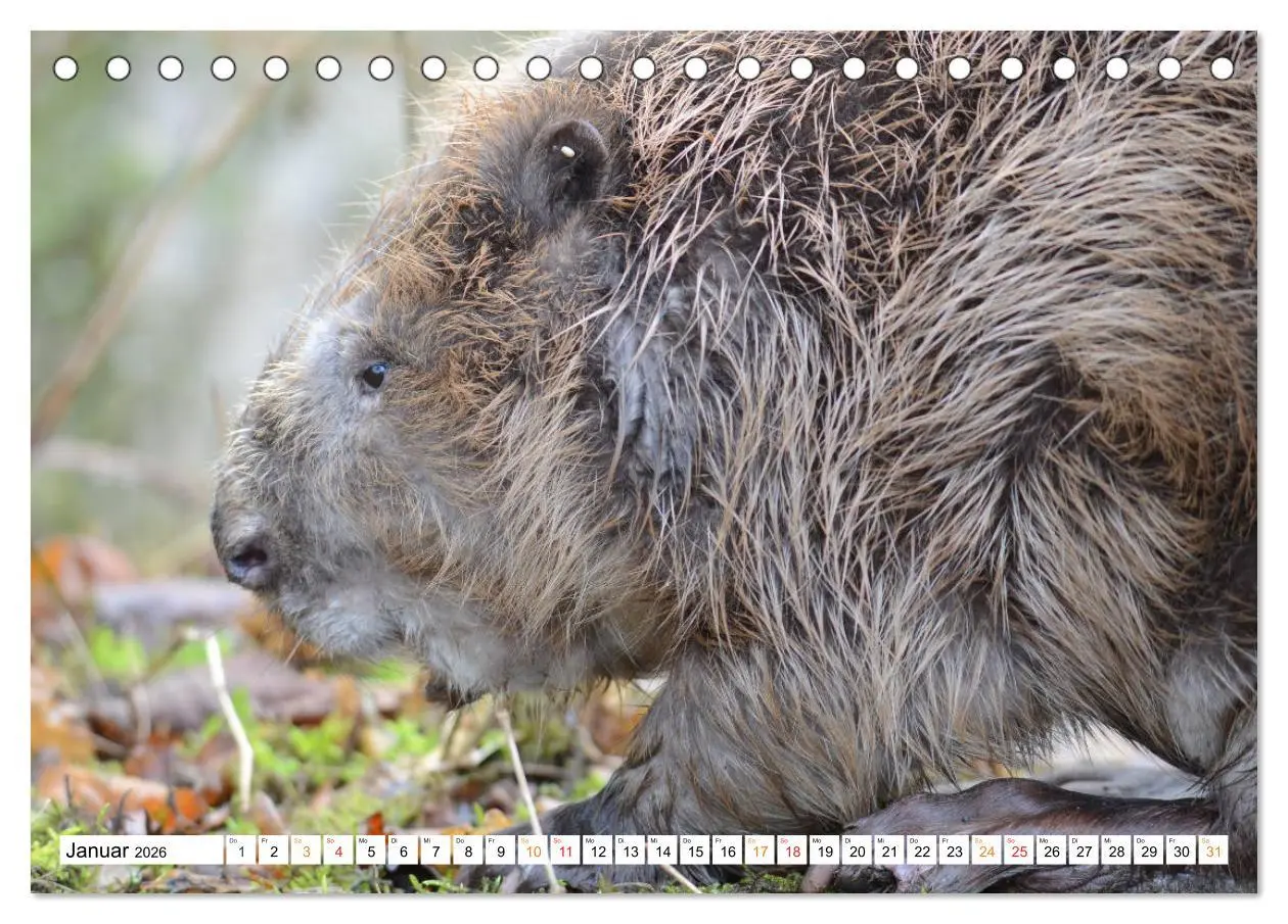 Bild: 9783457730362 | Der Biber, ein guter Bauhandwerker (Tischkalender 2026 DIN A5...