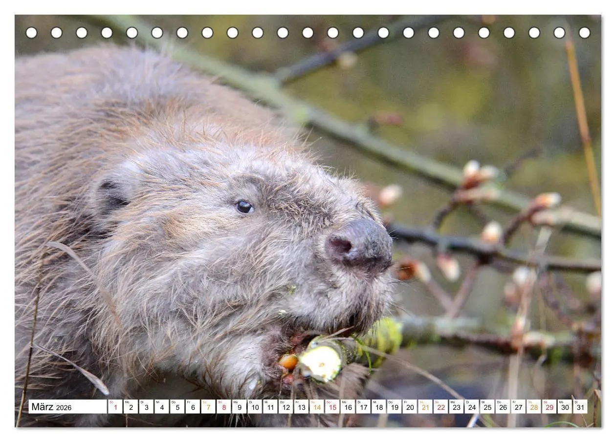Bild: 9783457730362 | Der Biber, ein guter Bauhandwerker (Tischkalender 2026 DIN A5...