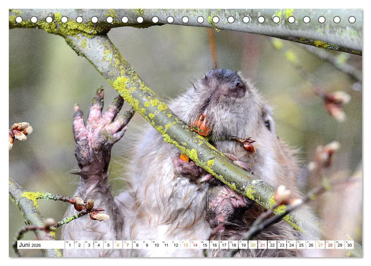 Bild: 9783457730362 | Der Biber, ein guter Bauhandwerker (Tischkalender 2026 DIN A5...