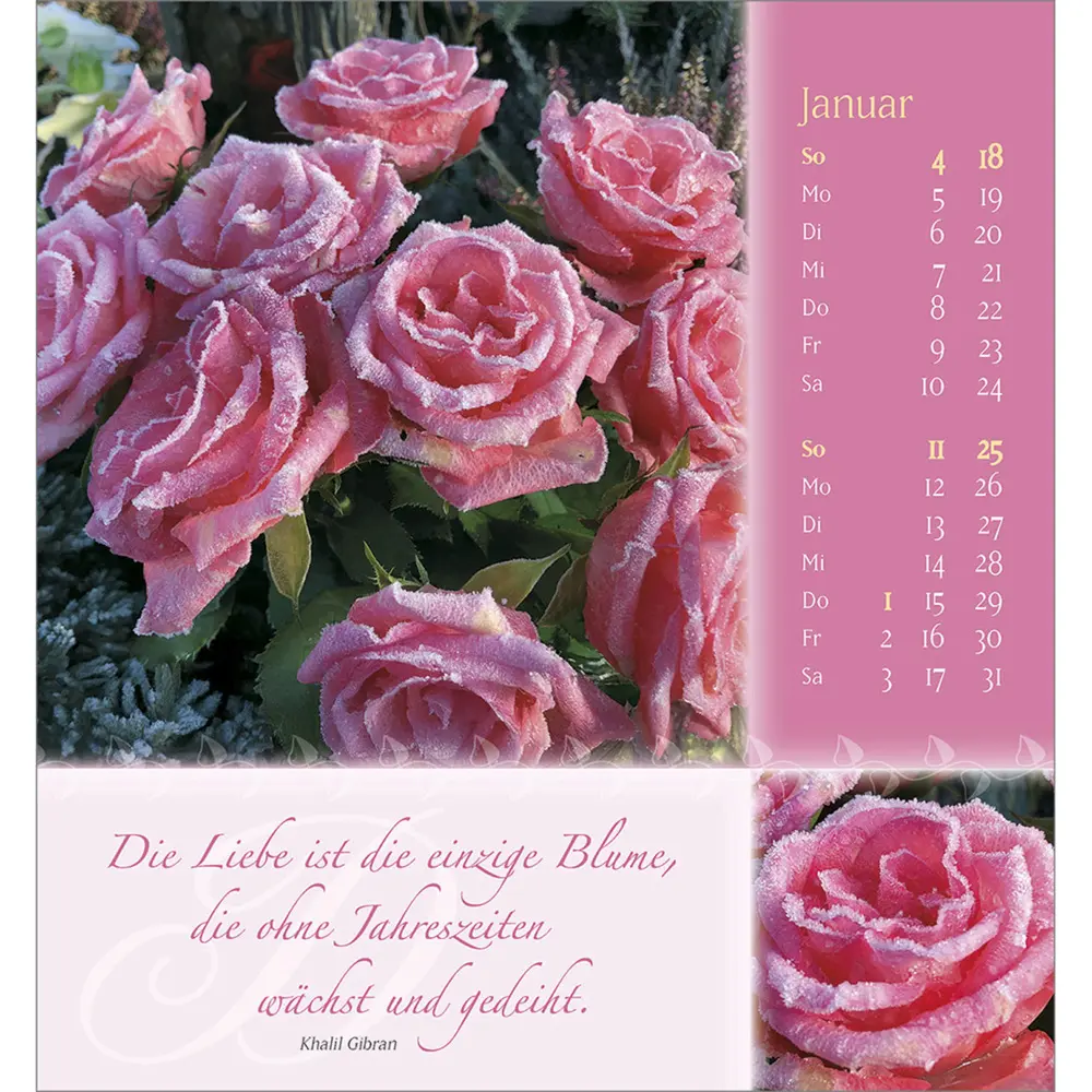 Bild: 9783754880562 | Rosenduft mit besten Wünschen 2026 | Doro Zachmann | Kalender | 13 S.