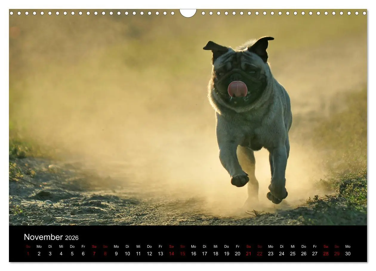 Bild: 9783457870662 | Alles Mops-Kalender 2026 (Wandkalender 2026 DIN A3 quer), CALVENDO...