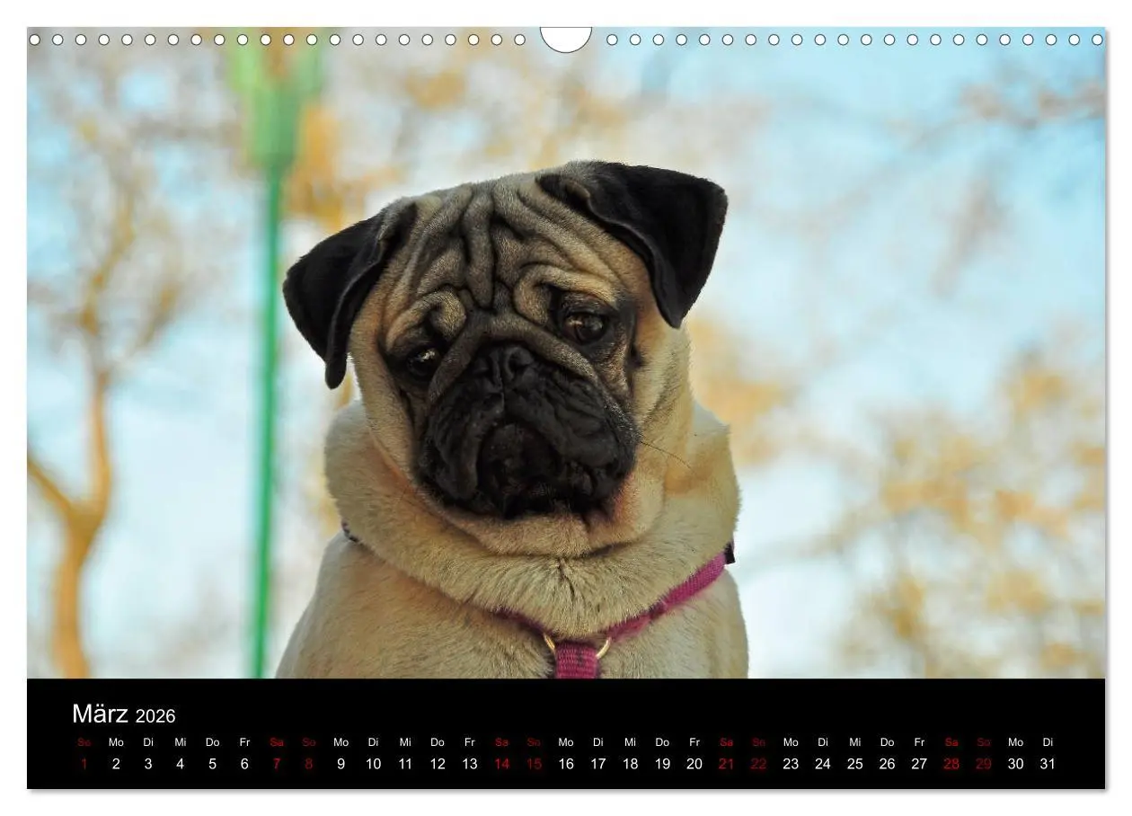 Bild: 9783457870662 | Alles Mops-Kalender 2026 (Wandkalender 2026 DIN A3 quer), CALVENDO...